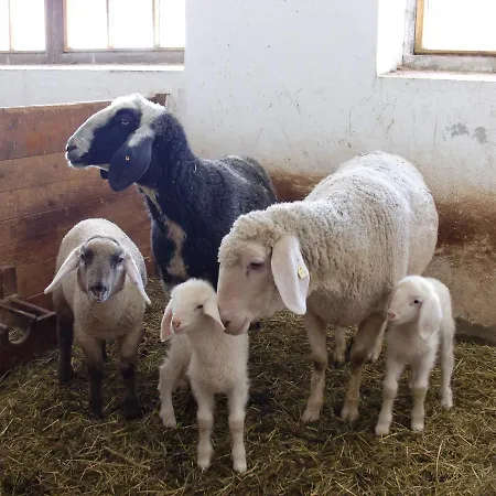 Gaestehaus Ortner Pensionat